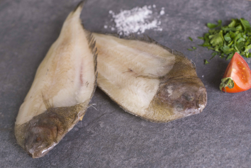 Daisy on the Ohoopee