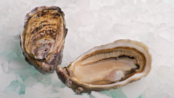 Daisy on the Ohoopee