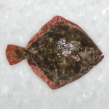 Daisy on the Ohoopee