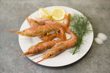 Daisy on the Ohoopee