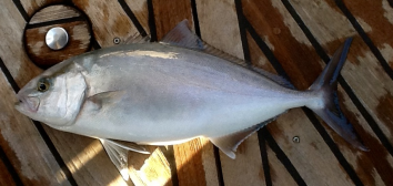 Daisy on the Ohoopee