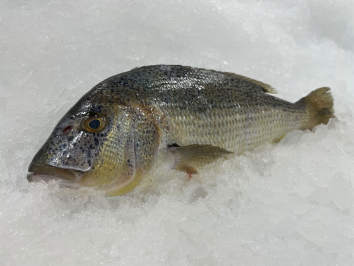 Daisy on the Ohoopee