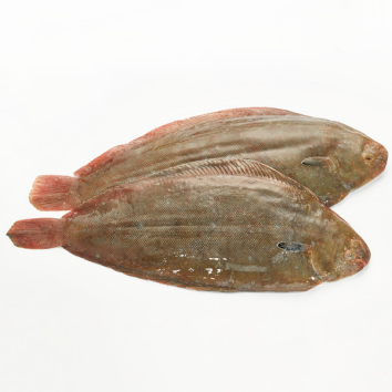 Daisy on the Ohoopee